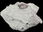 Enrolled Flexicalymene Trilobite In Shale - Ohio #47294-1